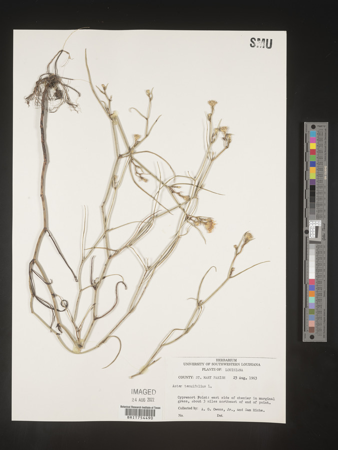 Symphyotrichum tenuifolium image