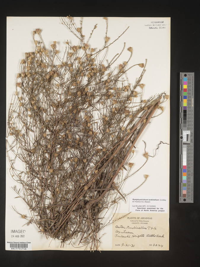 Symphyotrichum turbinellum image