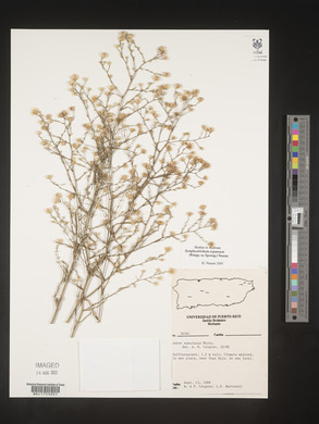 Symphyotrichum subulatum image