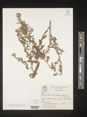 Image of Symphyotrichum carnerosanum