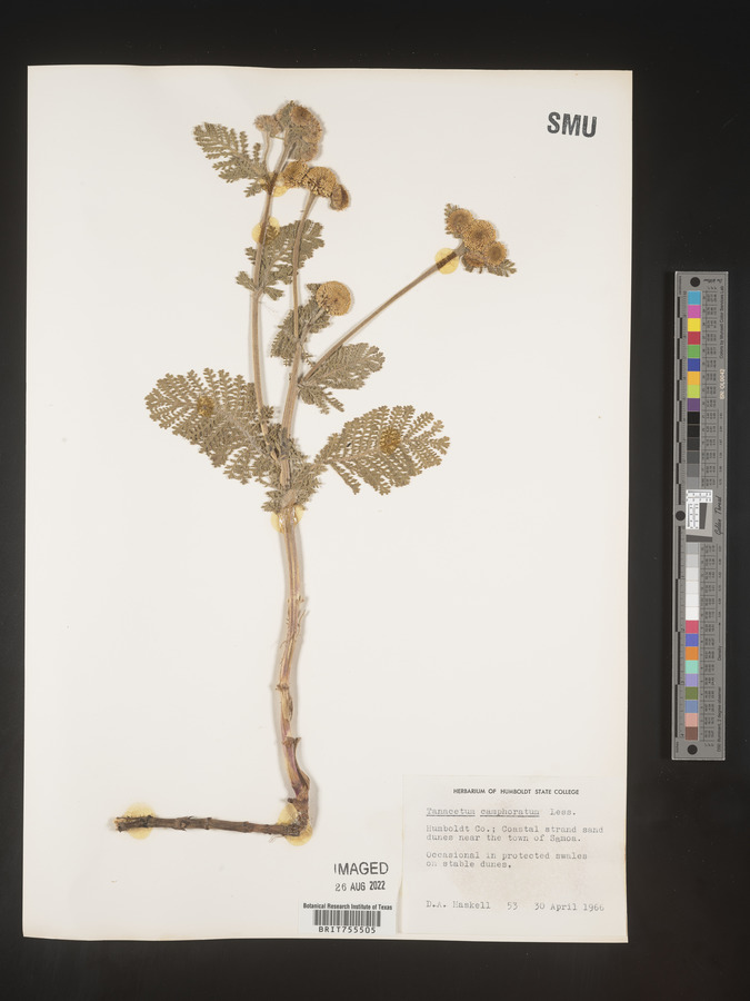 Tanacetum camphoratum image