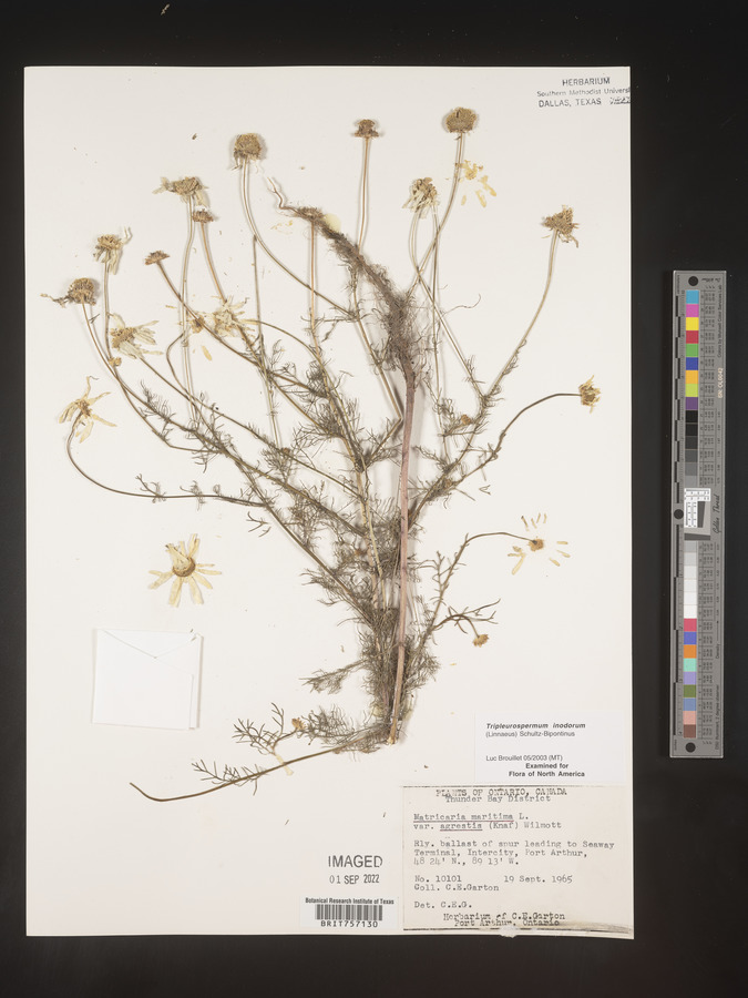 Tripleurospermum inodorum image