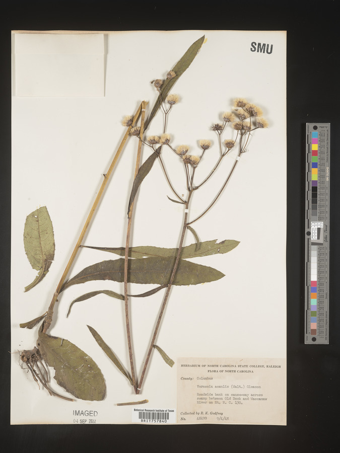 Vernonia acaulis image