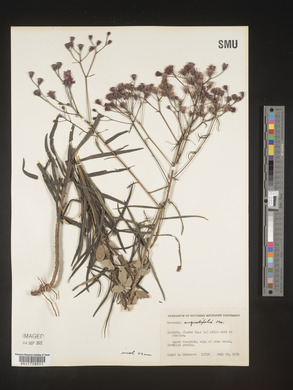Vernonia angustifolia image