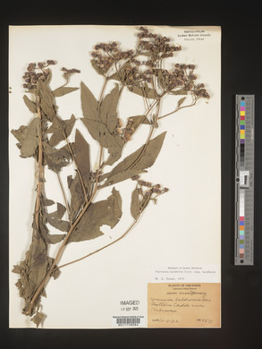 Vernonia baldwinii image