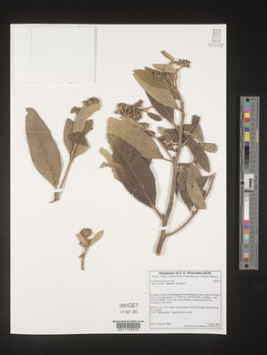 Vernonia leiocarpa image