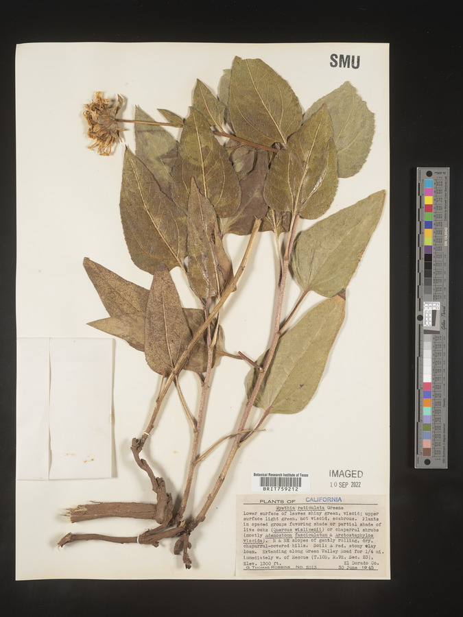 Wyethia reticulata image