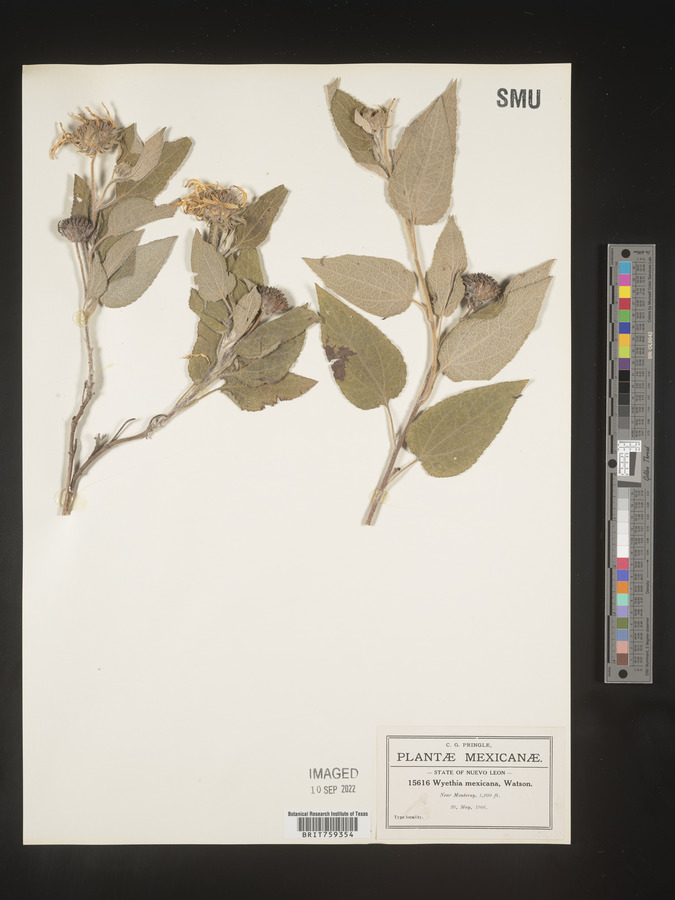 Wyethia mexicana image