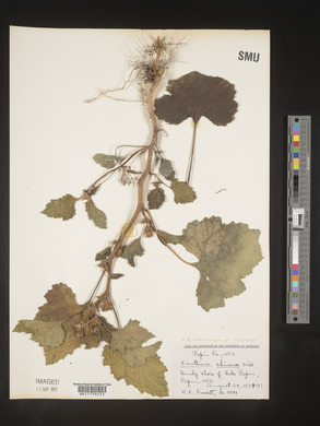 Xanthium strumarium var. glabratum image