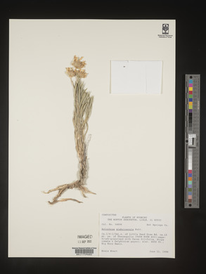 Xylorhiza glabriuscula image