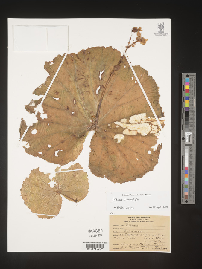 Begonia monophylla image