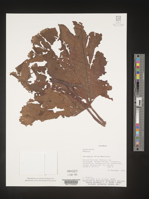 Begonia parviflora image