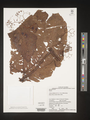 Begonia parviflora image