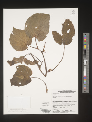 Begonia tiliifolia image