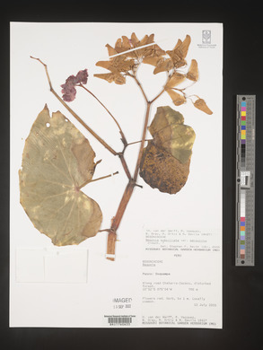 Begonia subciliata image