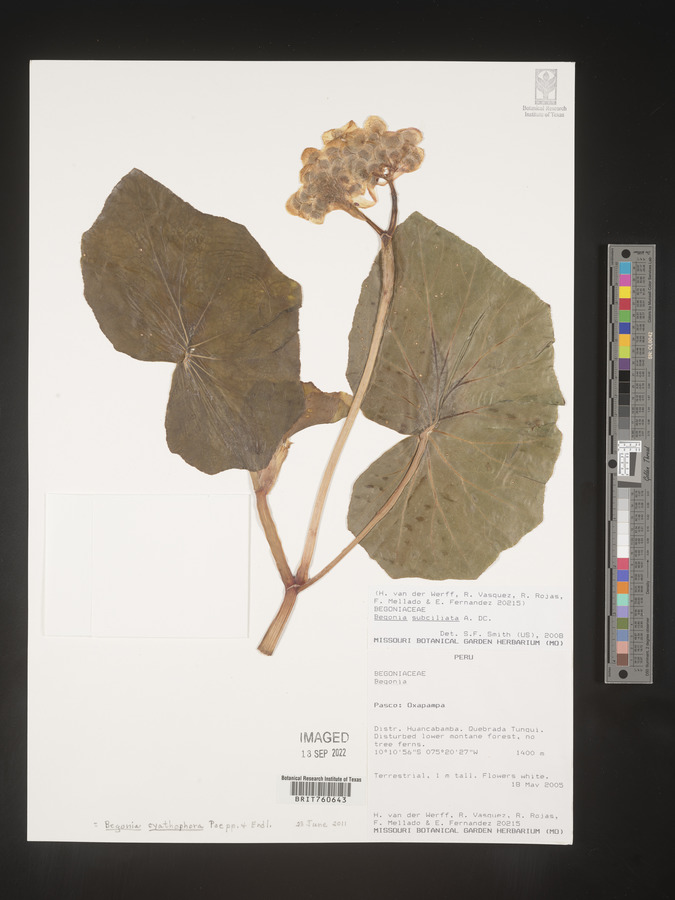 Begonia subciliata image