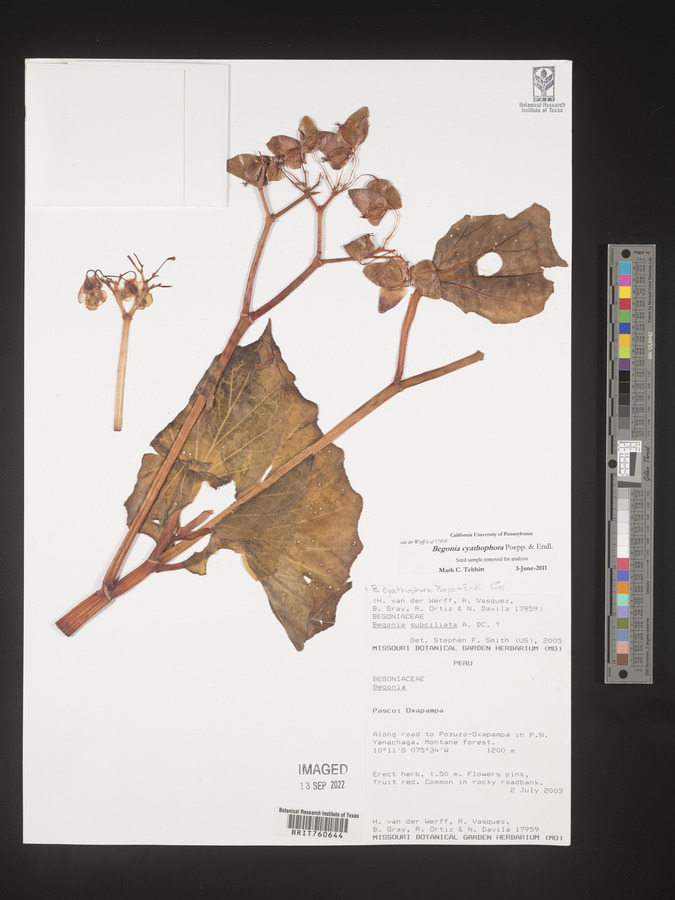 Begonia bracteosa image