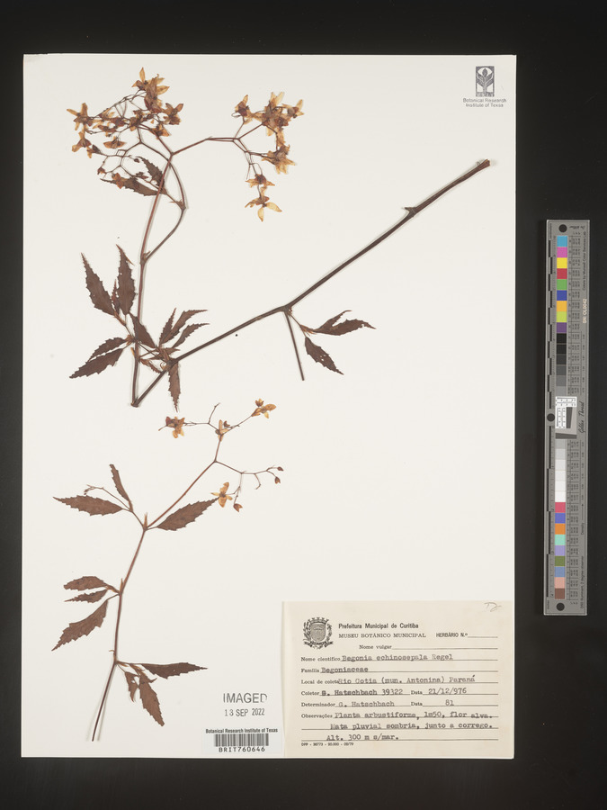 Begonia echinosepala image