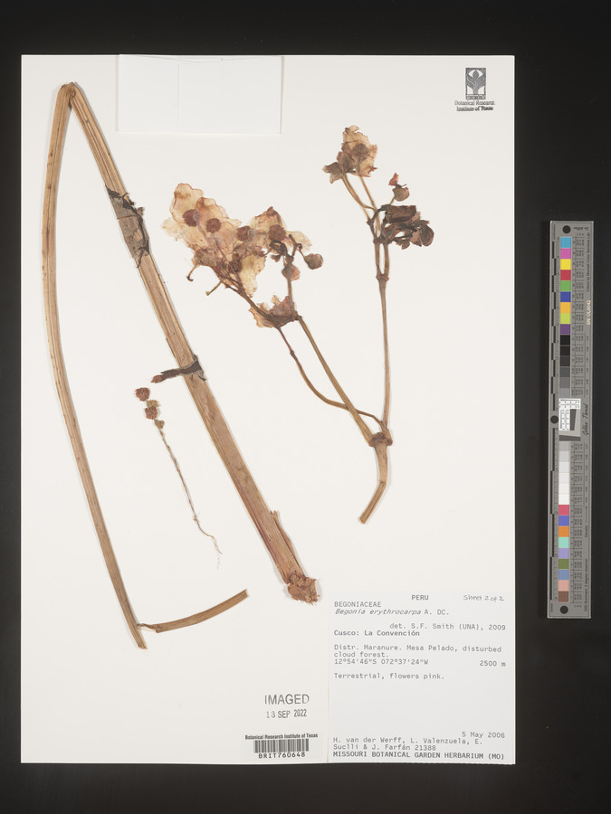 Begonia erythrocarpa image