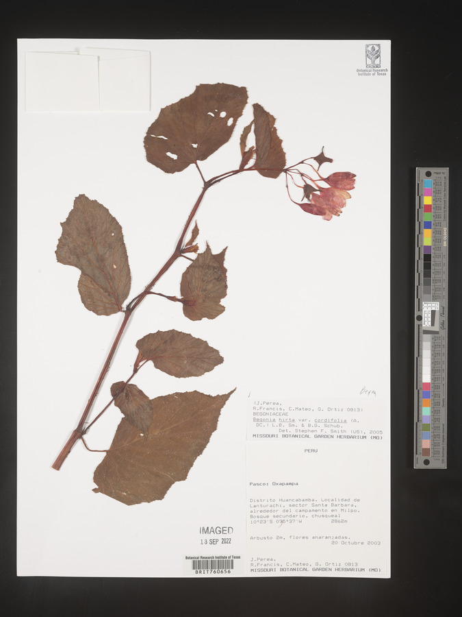 Begonia hirta image