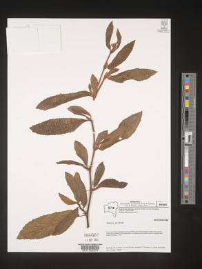 Begonia ulmifolia image