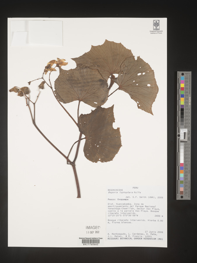 Begonia amoeboides image