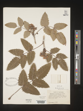 Mahonia aquifolium image