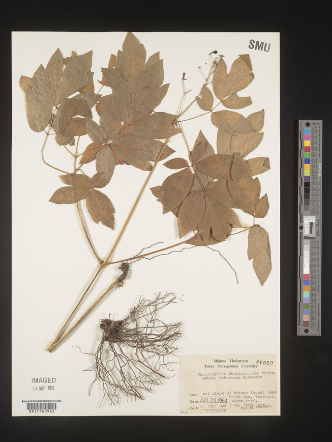 Caulophyllum robustum image