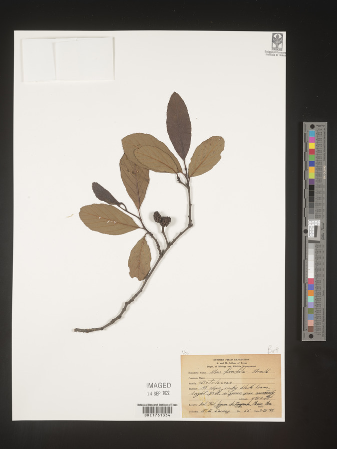 Alnus firmifolia image