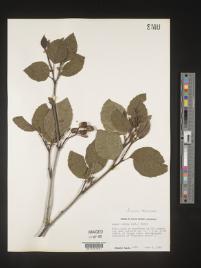 Alnus viridis image