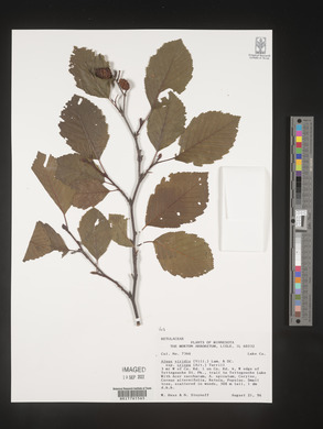 Alnus viridis image