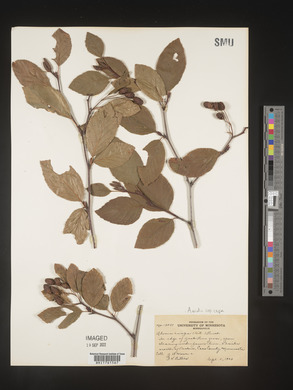 Alnus viridis subsp. crispa image