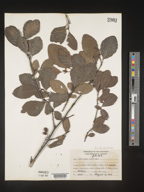 Alnus viridis subsp. crispa image