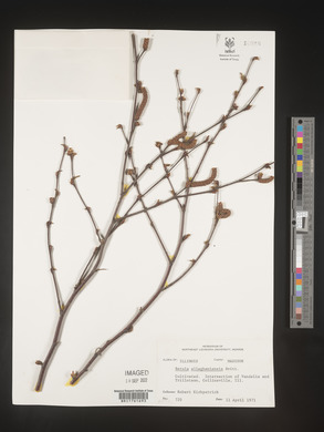 Betula alleghaniensis image