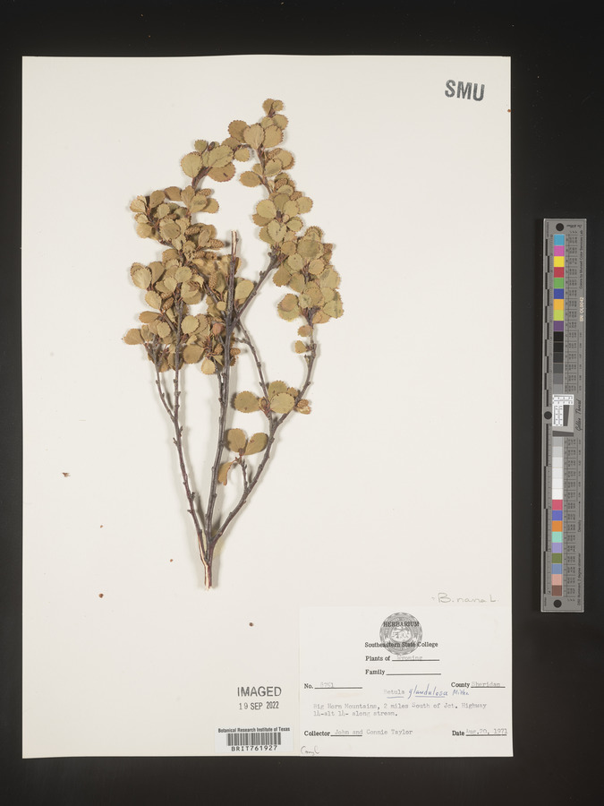 Betula nana image