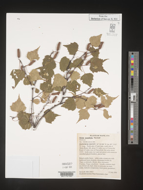 Betula populifolia image