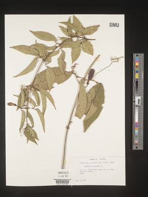 Bignonia capreolata image