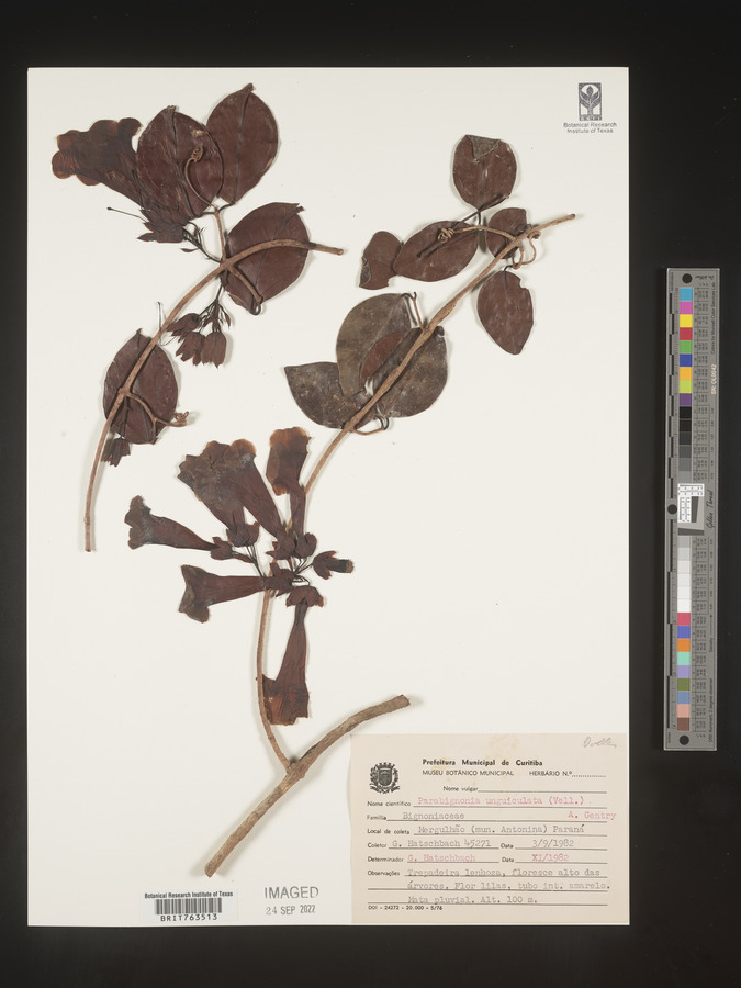 Dolichandra unguiculata image