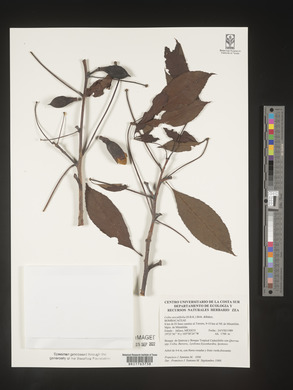 Image Associated With the Occurence