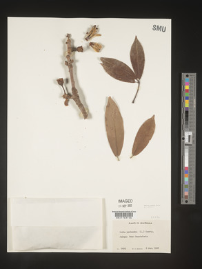 Image Associated With the Occurence