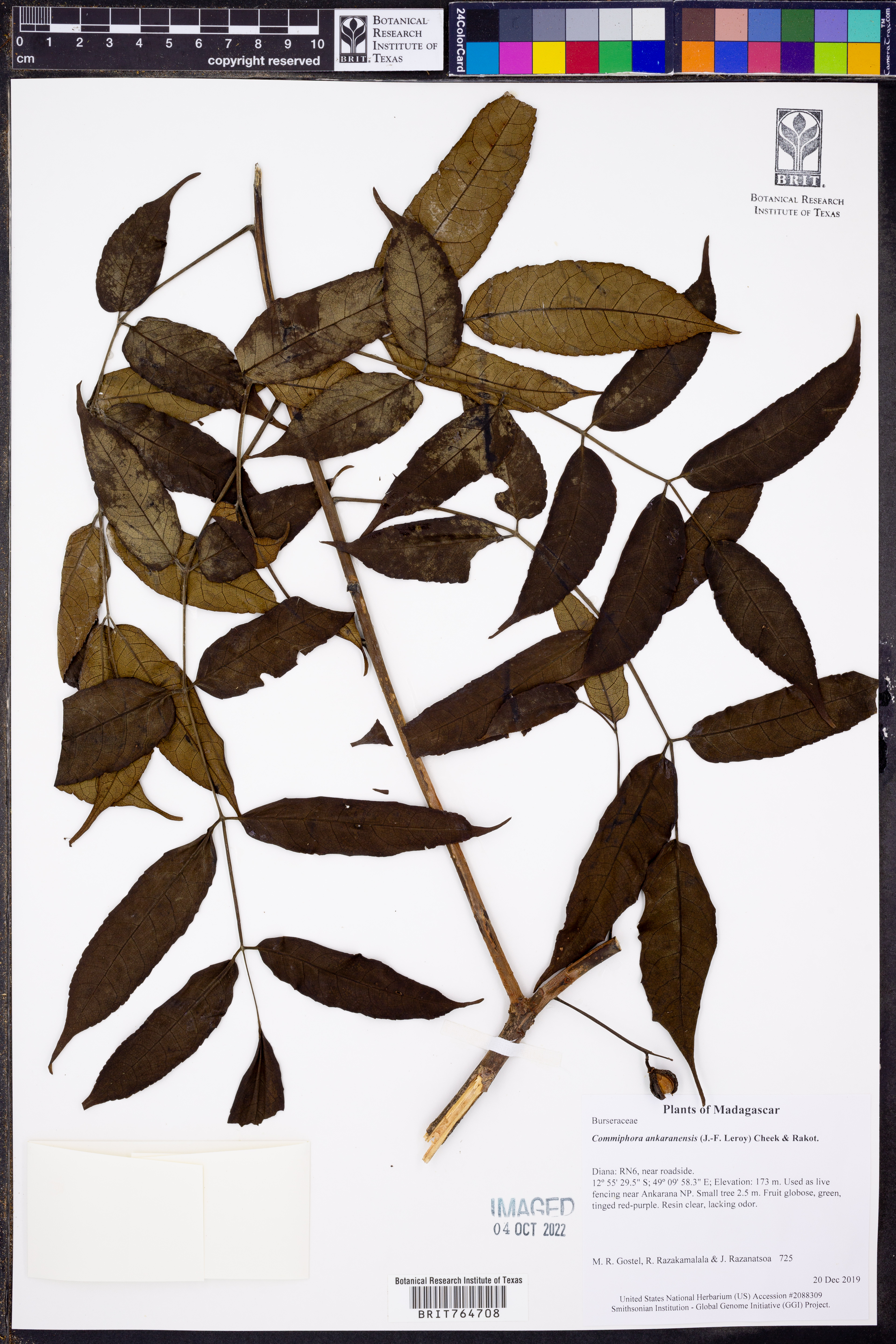 Commiphora ankaranensis
