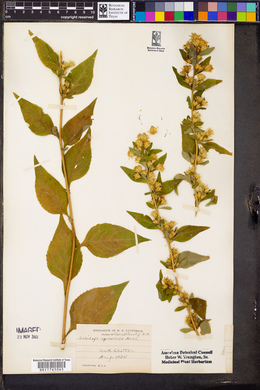 Solidago squarrosa image