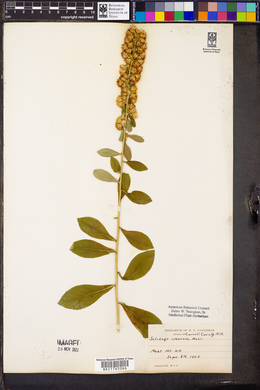 Solidago squarrosa image