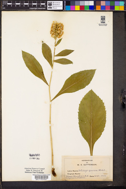 Solidago squarrosa image