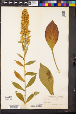 Solidago squarrosa image