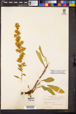 Solidago puberula image