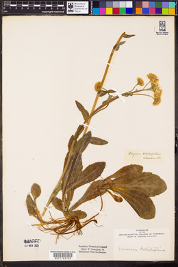 Erigeron acris image