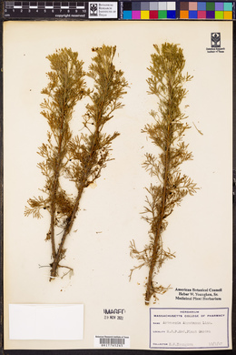 Artemisia abrotanum image