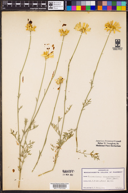 Chrysanthemum cinerariifolium image