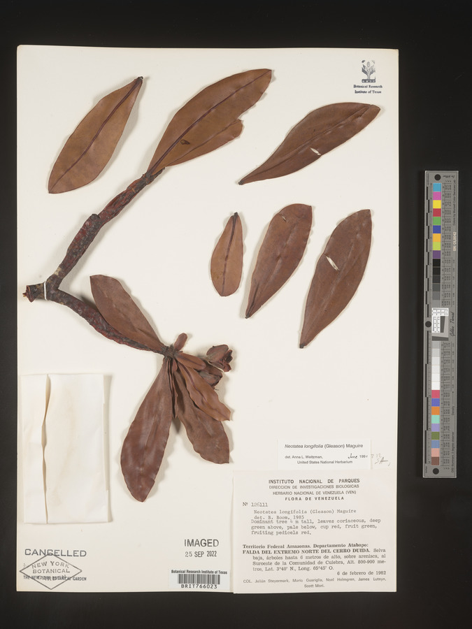 Neotatea longifolia image